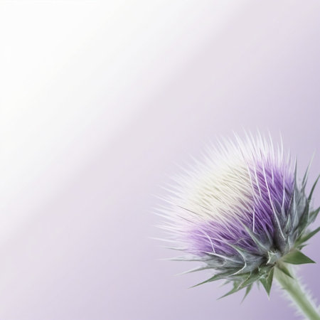 Blooming Purple Thistle Against Soft White Background. Thistle is the common name of flowering plants characterised by leaves with sharp prickles on the margins, mostly in the family Asteraceae. AI.の素材