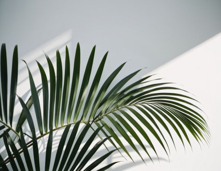 Blurred defocused shadow from palm leaves on white wall. Minimalistic beautiful summer or spring background for product presentation. Theme of travel and beach holidays. Long narrow leaves. AI.の素材