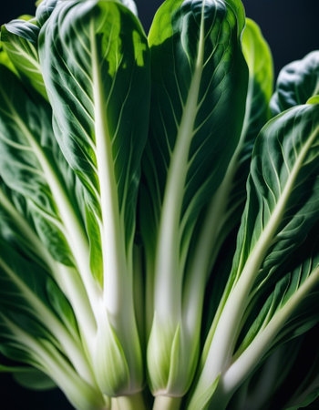 Bok choy, pak choy or Chinese cabbage, is a cultivar group of leafy vegetables that botanically belong to species Turnip, but in everyday life they are more often called collard greens. Generated AI.の素材