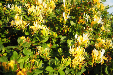 Lonicera japonica, Japanese honeysuckle and golden-and-silver honeysuckle, is a species of honeysuckle native to Asia. Ornamental plant used in traditional Chinese medicine. White yellow flowers.の写真素材