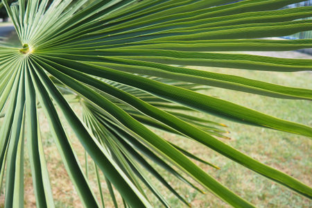 The Arecaceae is a family of perennial, flowering plants in the monocot order Arecales. Washingtonia...