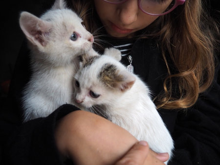 A white kitten joyfully interacts with a child's hands, showcasing playful behavior. The cozy indoor environment enhances the warmth of this delightful moment filled with laughter and fun. Two cats.の写真素材