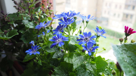 Pericallis hybrida Mondala Tenerife, hybride cineraria or common ragwort is a flowering plant in the family Asteraceae. It originated as hybrid between Pericallis cruenta and lanata. Flower in a potの写真素材