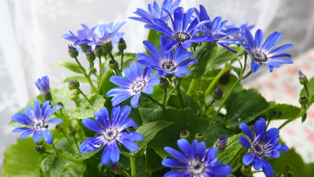 Pericallis hybrida Mondala Tenerife, hybride cineraria or common ragwort is a flowering plant in the family Asteraceae. It originated as hybrid between Pericallis cruenta and lanata. Flower in a potの写真素材