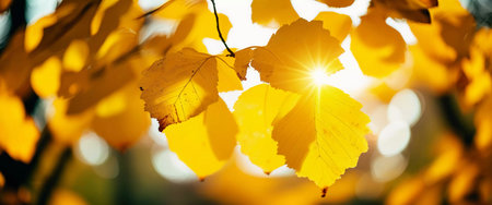 Vibrant yellow leaves shimmer under the warm autumn sunlight, creating a picturesque atmosphere that embodies the serene beauty of Indian summer moments in nature.の素材