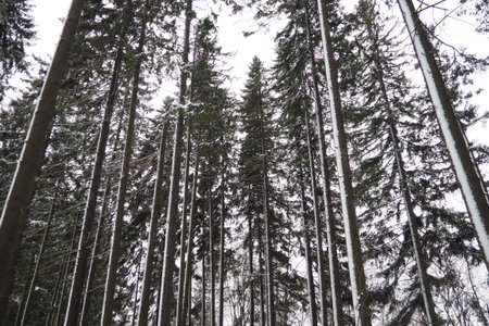 Spruce Picea is a coniferous evergreen tree of the Pine family Pinaceae. Evergreen trees. Common...