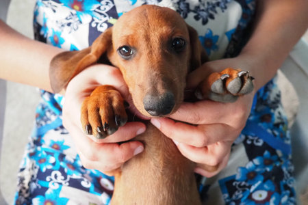 A playful dachshund puppy melts hearts when he is held tenderly in loving human hands. The dog...