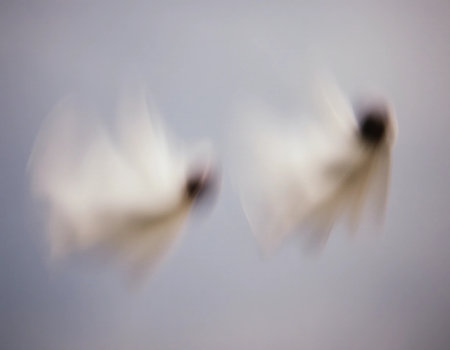 Two ethereal ghosts glide silently through a hazy twilight sky, creating a surreal ambiance filled with mystery and wonder in the evening light.の素材