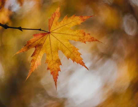 Golden and orange maple leaves dangle from branches, captured in a soft blur. The background features warm autumn tones, enhancing the seasonal beauty.の素材