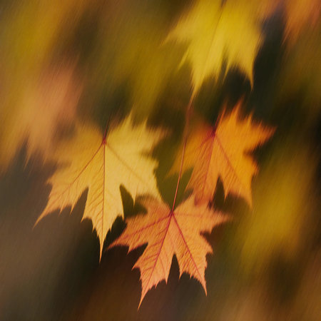 Swirling autumn maple leaves showcase stunning orange and yellow hues against a soft, blurred background, highlighting the beauty of the fall season.の素材