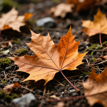 Colorful autumn leaves cover the ground, showcasing deep oranges and yellows. This peaceful forest scene invites a sense of calm on a cool fall day.の素材