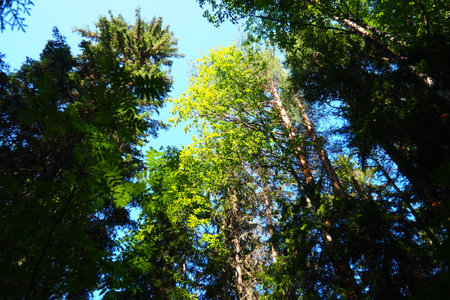 Taiga biome dominated by coniferous forests. Picea spruce, genus of coniferous evergreen trees in...