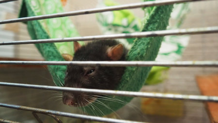 Fancy rat Rattus norvegicus domestica is domesticated form of Rattus norvegicus, brown rat, and most common species of rat kept as a pet. Decorative rat sleeps in a hammock.の写真素材