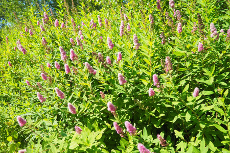 Spiraea douglasii is species of flowering plant in rose family. Common names include...