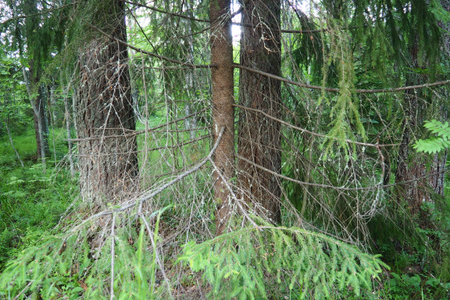 Taiga biome dominated by coniferous forests. Picea spruce, genus of coniferous evergreen trees in...