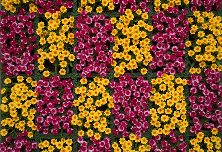 A breathtaking display of colorful blossoms fills the frame, showcasing bright yellow and rich pink flowers harmoniously arranged, inviting admiration and joy.の素材