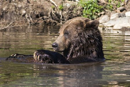 It's a sunny day for play -- a grizzly bear in a pool hangs onto a log with its long claws. Taken in southern British Columbia.の写真素材