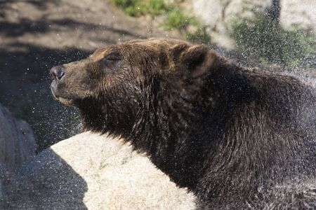 A grizzly bear, with eyes partly closed, shakes a spray of water from its fur. Taken in British Columbia.の写真素材
