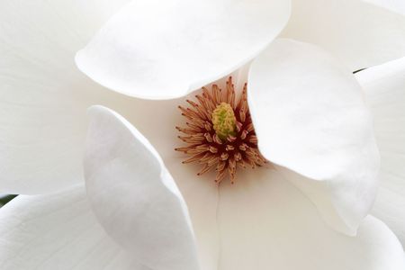 A white magnolia blossom with a starburst centre and large, curving petals. の写真素材