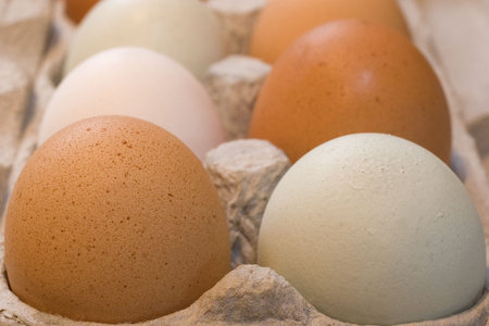 Colored free range eggs -- speckled brown, blue-grey, white -- in a environmentally friendly...