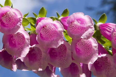 Speckled pink foxglove flowers and bright green leaves with a blue summer sky behind. の写真素材