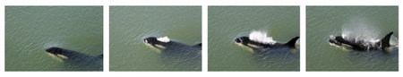 A series showing the sequence as a wild orca (killer whale) surfaces to breathe, sending up a sparkly spray in Active Pass, British Columbia, Canada. These photos were taken from the shoreline of Galiano Island, BC.の写真素材