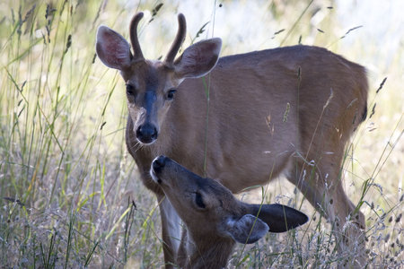 In a tender moment as they rest in long grass, Miss Doe almost touches noses with Mr. Buck. They are...