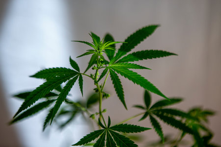 Young new cannabis plant growing. Cannabis in the budding and flowering stage. Male cannabis...