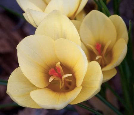 Yellow crocus.の写真素材