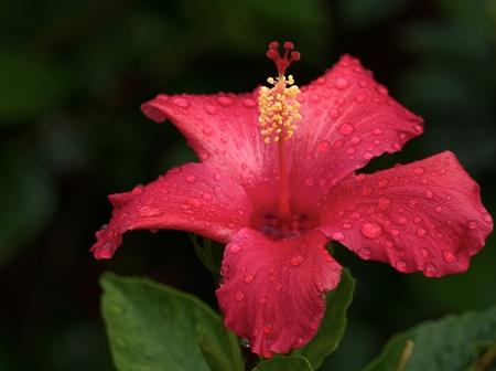 Hibiscus rosa sinensis.の写真素材