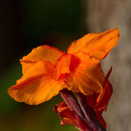 Canna tropicannaの写真素材