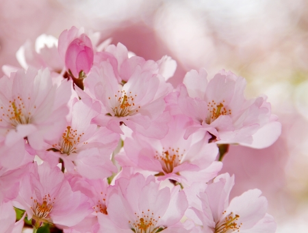 Romantic cherry flowers in springtime.の写真素材