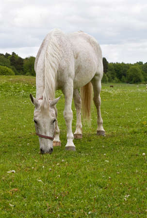White horse grazing in summer.の写真素材