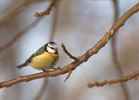 Blue tit. Cyanistes caeruleus.の写真素材