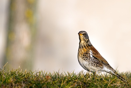 Fieldfare. Turdus pilaris.の写真素材