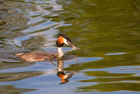 Great crested grebe. Podiceps cristatus swimming with a stick.の写真素材