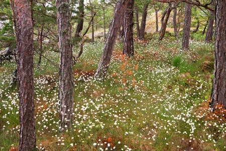Forest with white flowers in summer の写真素材