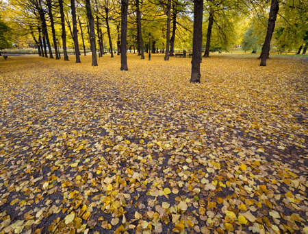 Fallen leaves in the park in autumn の写真素材
