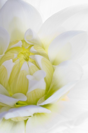 Closeup of a white delicate Dahlia flower の写真素材