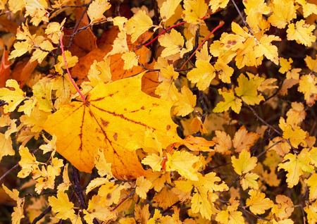 Wet yellow leaves in autumn の写真素材
