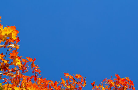 Background with colourful autumn leaves and blue sky 