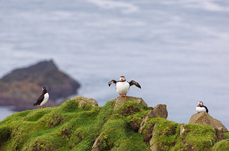 Three Puffins Fratercula arctica in Faroe Islands.の写真素材