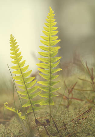 Closeup of sunlit fern in forest.の写真素材
