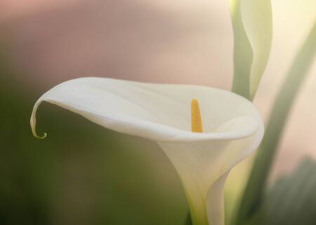 White Calla Lily. Zantedeschia aethiopica.の写真素材
