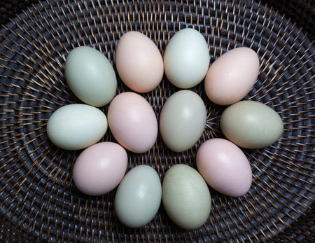Eggs from the local farm in their natural colours.の写真素材