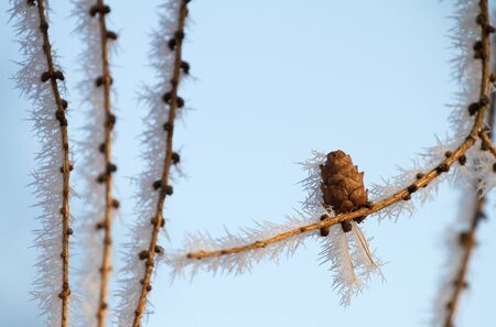 Close-up of pine cone and branch covered in hoarfrost in winterの写真素材