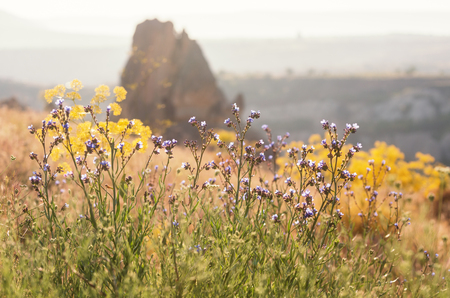 Landscape with summer flowers, blurry background.の写真素材