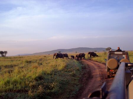 elephants  herd on  savanna. Safari in Ttanzania, Africaの写真素材