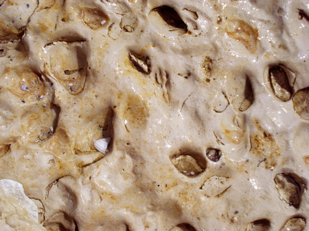 Background. White stone with seashells