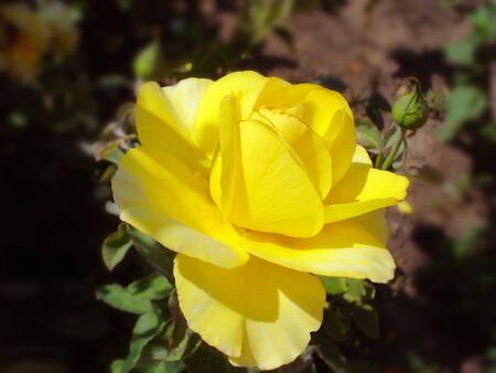 Yellow rose with a bud on a blurred backgroundの写真素材